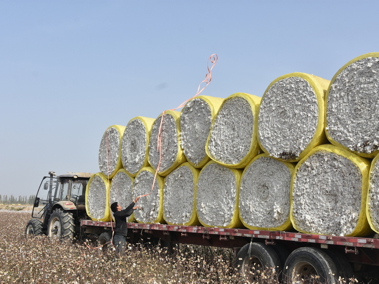 РБК: Первая партия афганского хлопка уже прибыла в Ивановскую область