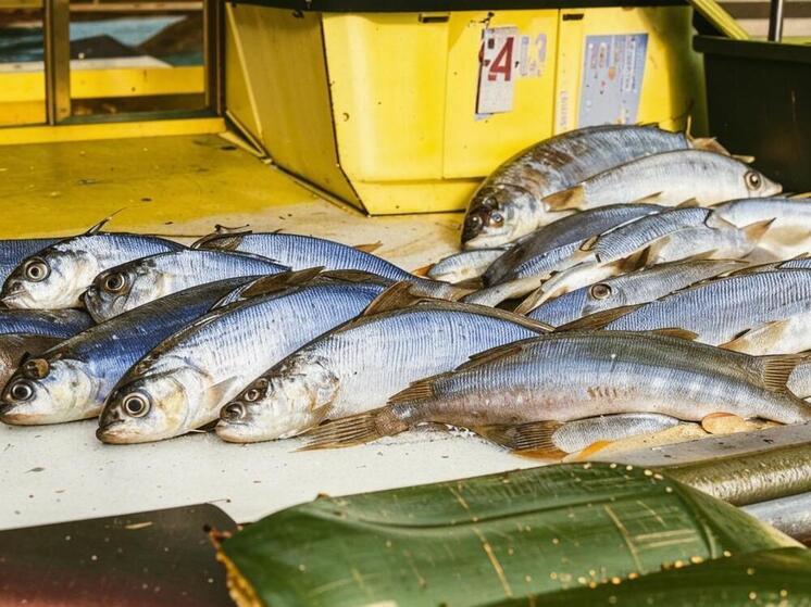 У пассажирки маршрутки в Дагестане нашли в сумке осетровых: возбуждено дело