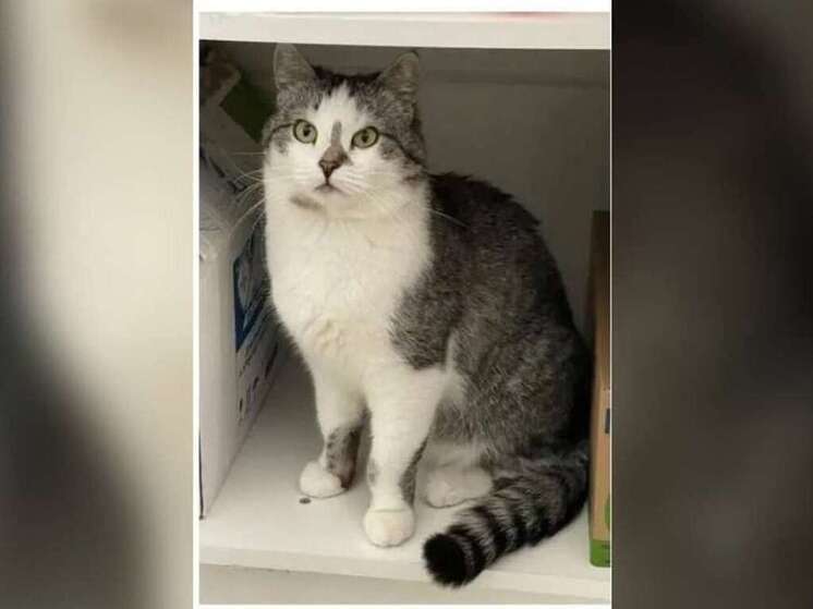 В Воронеже нашли кота, сбежавшего во время пожара в антикафе