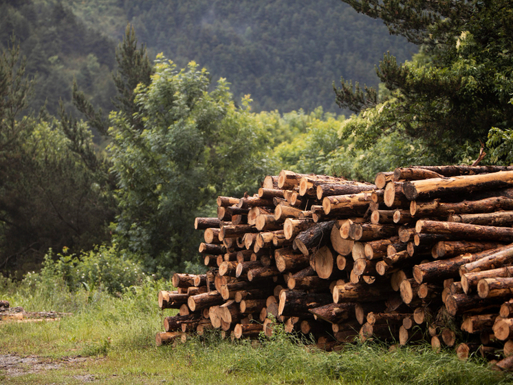 В Кировской области увеличена гибкость в заготовке древесины