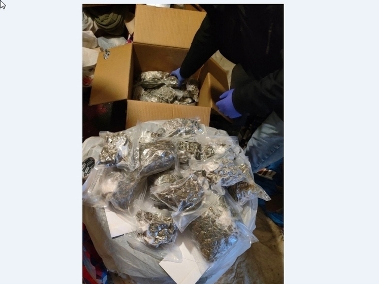 Пять кило марихуаны и грибочки: в Перми полиция задержала двух местных жителей