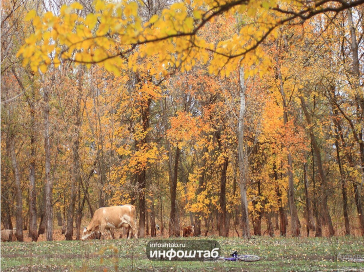 Найден владелец коровы, ставшей причиной гибели бывшего главы Икрянинского района в смертельном ДТП