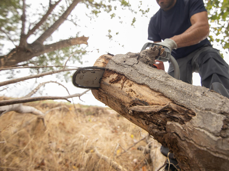 Проблему аварийных деревьев в Зуевке решили после обращения к губернатору