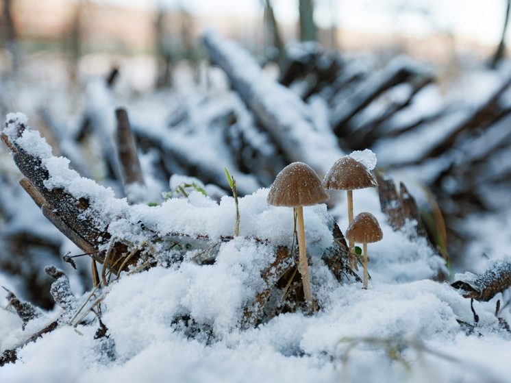 Сезон "тихой охоты" затянулся. Куда поехать за декабрьскими грибами из Серпухова