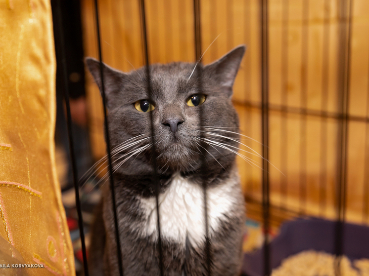 В Петрозаводске прошла благотворительная акция «Тёплые коты»