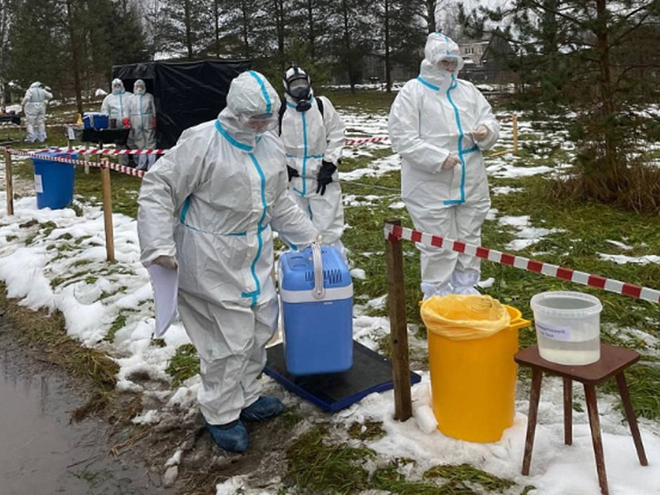 Новгородские ветеринары потренировались бороться с гриппом птиц и чумой свиней