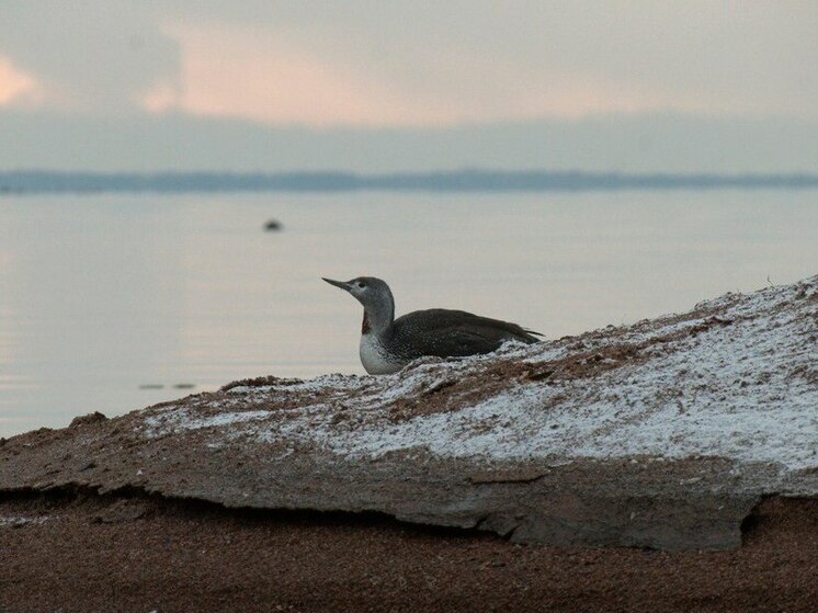 В Сестрорецке заметили краснозобую гагару