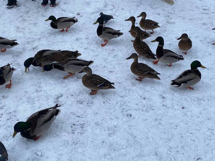 Новгородских уток обработали от паразитов