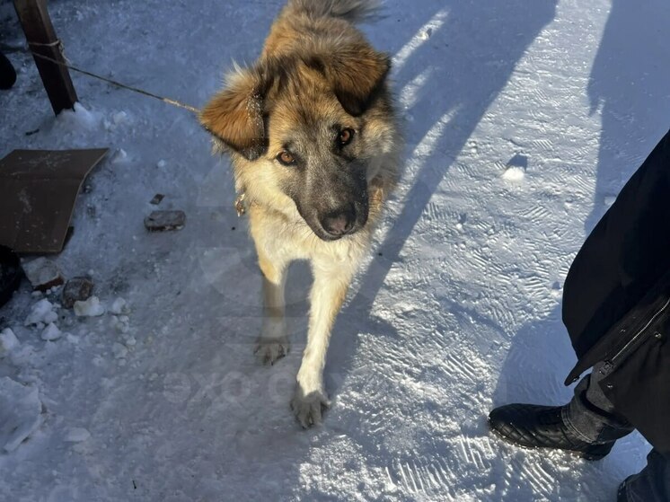 В Тымовском собаку привязали к помойке и бросили на холоде
