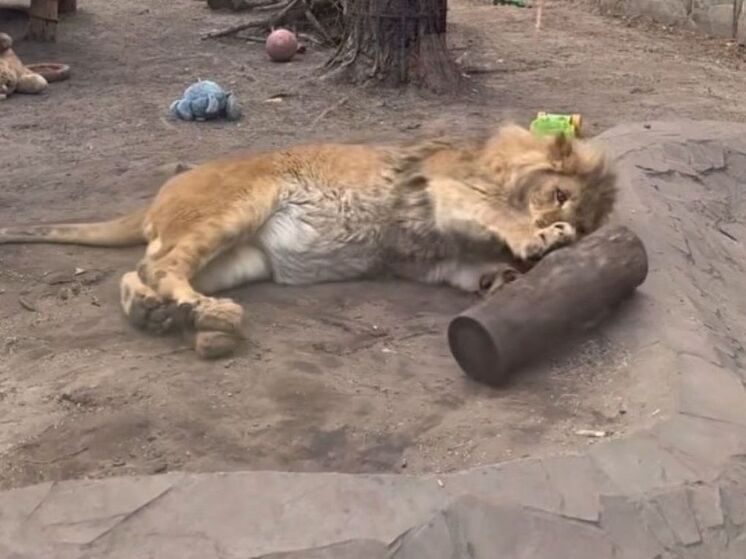 От контрабандного рефрижератора до любимца зоопарка: как оренбургский лев Цезарь нашёл своё детство