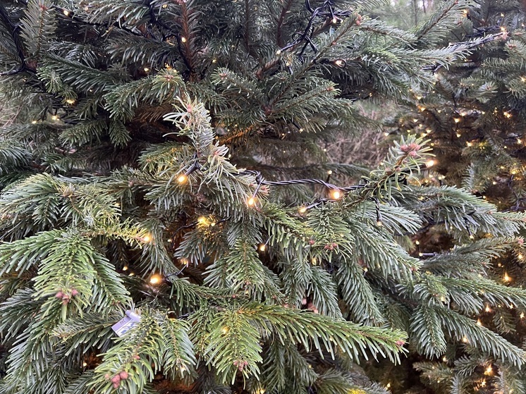 В Серпухове 12 и 13 декабря зажгут огни на главных новогодних ёлках