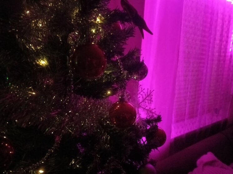 В Мурманске завтра начнется акция «Новогоднее чудо»