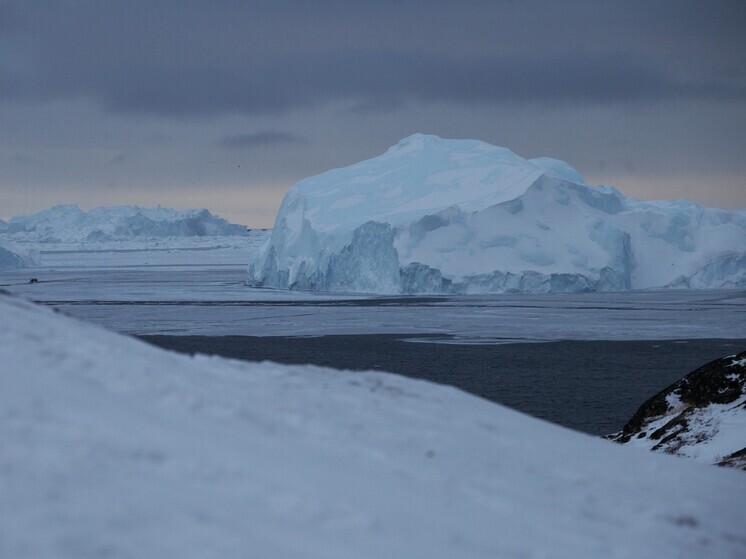 Популяция очковых пингвинов сократилась из-за дефицита сардин