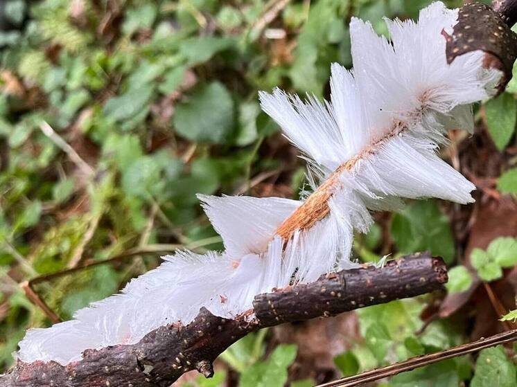 В лесах Щелково обнаружено редчайшее явление "ледяная шерсть"