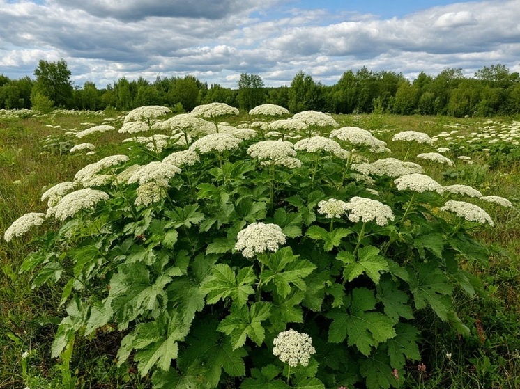 В Ярославской области начали изымать участки, заросшие борщевиком