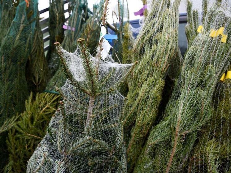 Штраф за срубленную в лесу елку может достигать 300 тысяч рублей