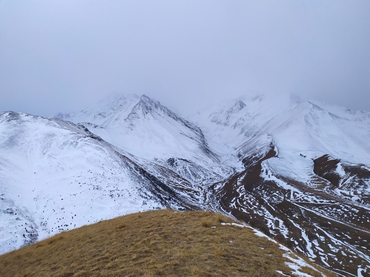 Ставропольские волонтеры выпустили в горах Осетии спасенного медвежонка
