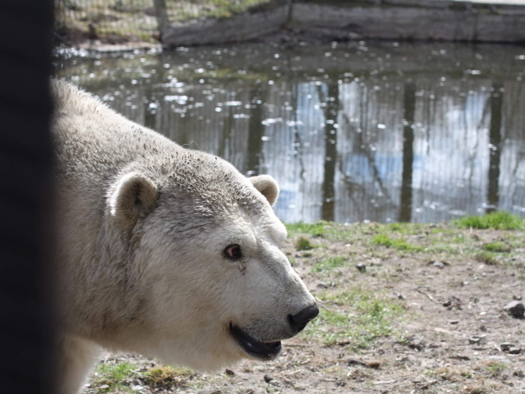 В зоопарке под Омском медведи продолжают бодрствовать несмотря на холода