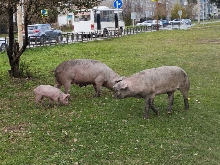 Свиньи встретят Новый год в Ревде, фермер подал апелляцию