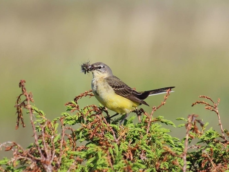 В НАО раскрыли особенности поведения трясогузки