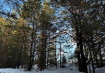 В поселке Новые Зори Павловского района на местных жителей напал агрессивный алабай