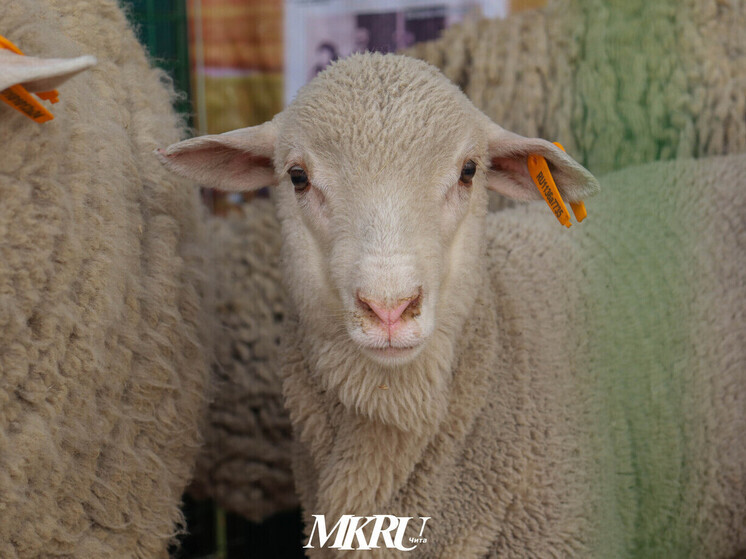 Поголовье скота сократилось в Забайкалье