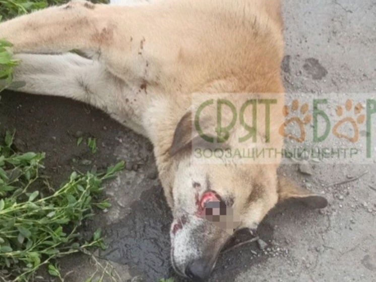 Волонтеры из Ростовской области спасают собаку с жуткими травмами, которую сбила машина