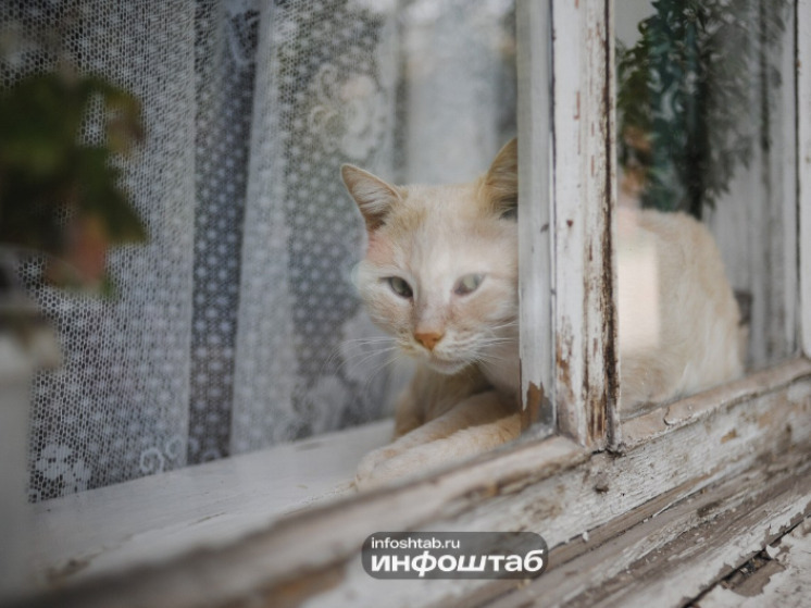 Зоопсихолог рассказал астраханцам, как правильно подготовить кошку к путешествию