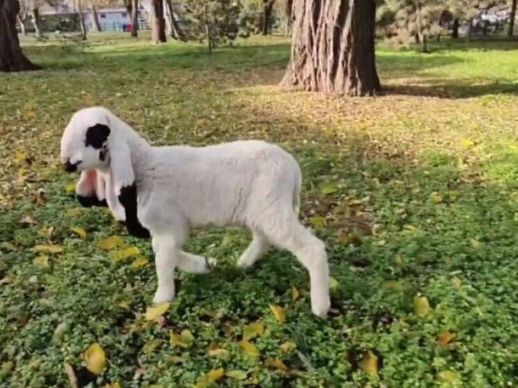 В Ростове-на-Дону в зоопарке в стаде лойских овец появились четыре ягненка