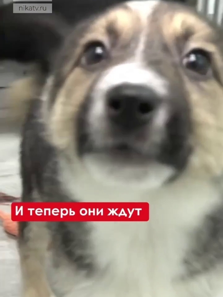 Калужский градоначальник не остался равнодушным к маленьким дворнягам