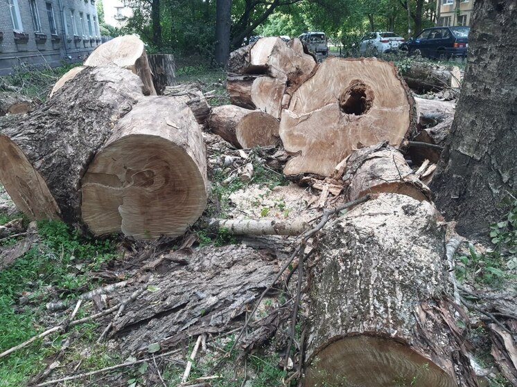 Жительница Калининграда возмутилась спилом деревьев