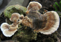 Власти Калифорнии предупреждают собирателей после того, как человек умер от ядовитых грибов