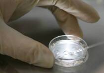 Британские пары, участвующие в ЭКО, используют юридическую лазейку, чтобы ранжировать эмбрионы на основе потенциального IQ, роста и здоровья