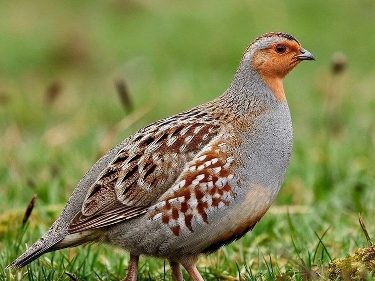 На Дону завершился сезон охоты на серую куропатку