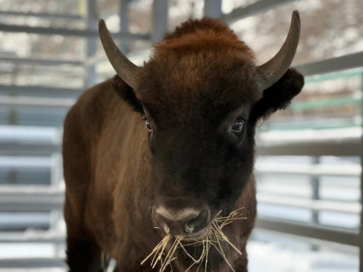 В Барнаульском зоопарке появился новый обитатель по кличке Мурашик