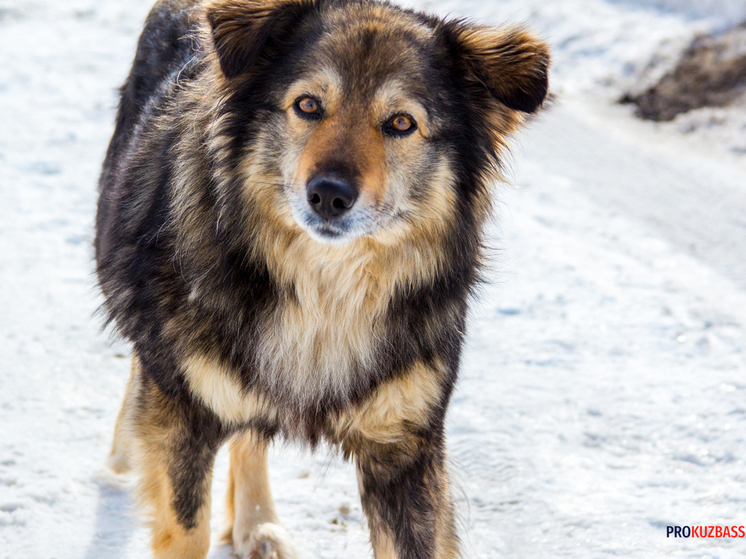 СКР наводит порядок в Кузбассе из-за собак