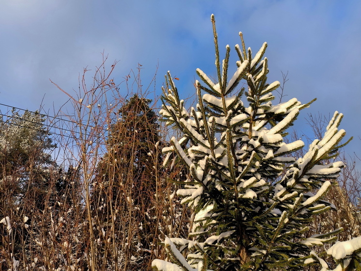 SHOT: Из-за теплой погоды почки на деревьях распускаются раньше срока