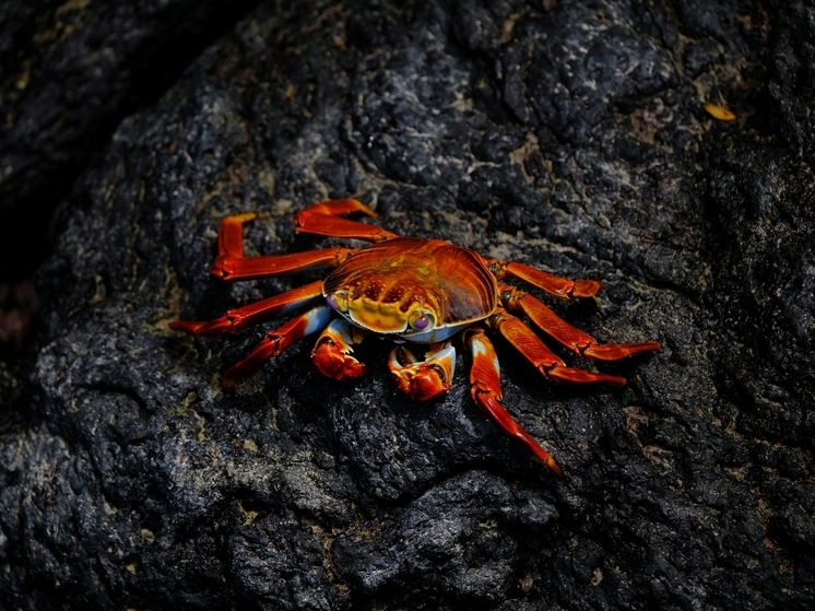 В Магадане суду передано дело о масштабной нелегальной торговле морепродуктами