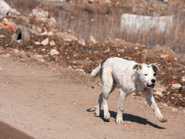 В Татарстане выяснили, откуда появляются нападающие на людей стаи собак