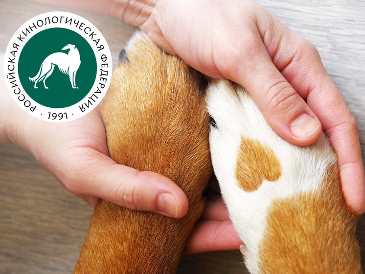 Реагенты и химия: как уберечь собаку