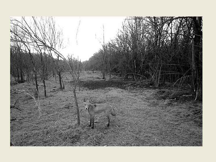 Лисицы на Ставрополье развивают скорость до 72 км/ч и выходят к людям