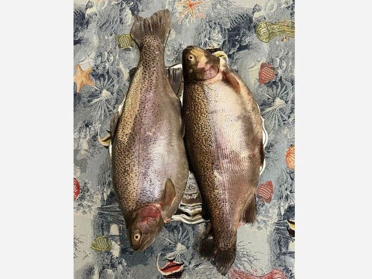 Ленинградские форелеводы начали заготовку красной икры