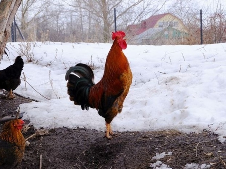 Завтра петухи расскажут о потеплении в Калмыкии
