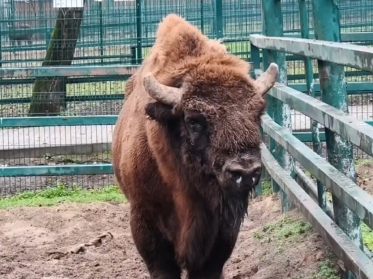 Зубр по кличке Мураш из Ростова-на-Дону временно переехал в зоопарк Барнаула