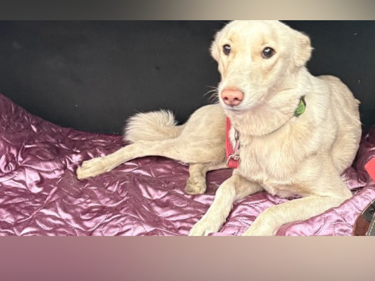 Пса пострадавшей от пожара семьи удалось пристроить в новый дом