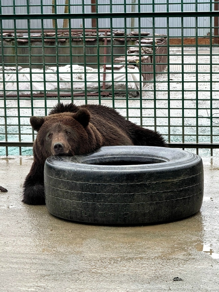 В ивановской «Легенде» построили новый вольер для медведя