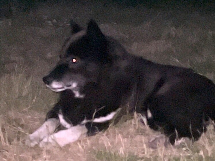 В Оренбурге ввели карантин по бешенству в садовом товариществе «Рассвет»