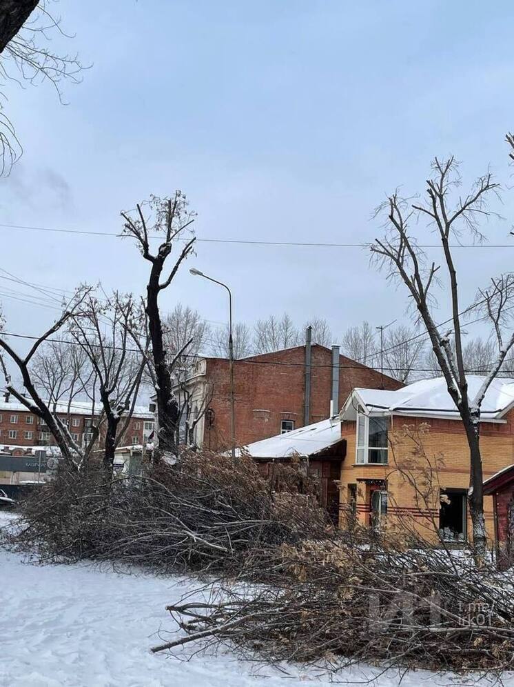 Радикальная обрезка клёнов на улице Бабушкина вызвала недовольство жителей Иркутска