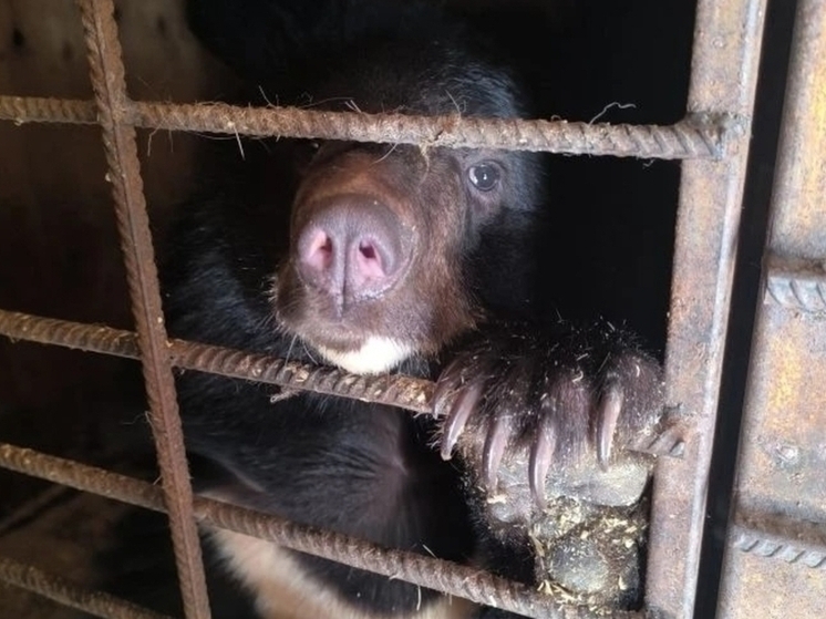 В Ростовский зоопарк из Приморья "выдворяют" медведицу-хулиганку, которая штурмом пыталась взять школу