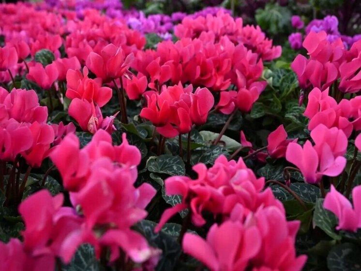 В Сочи высадят более 200 тысяч сезонных растений